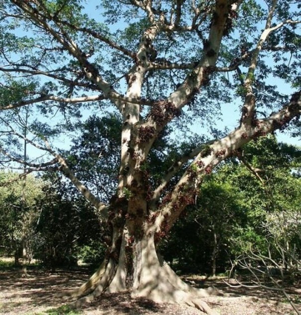 Semillas de Ficus Racemosa 50 uds Frutos Verdes a Rojos Árbol Ornamental Bonsái Planta de Interior para Cultivar en Casa y Jardín 1
