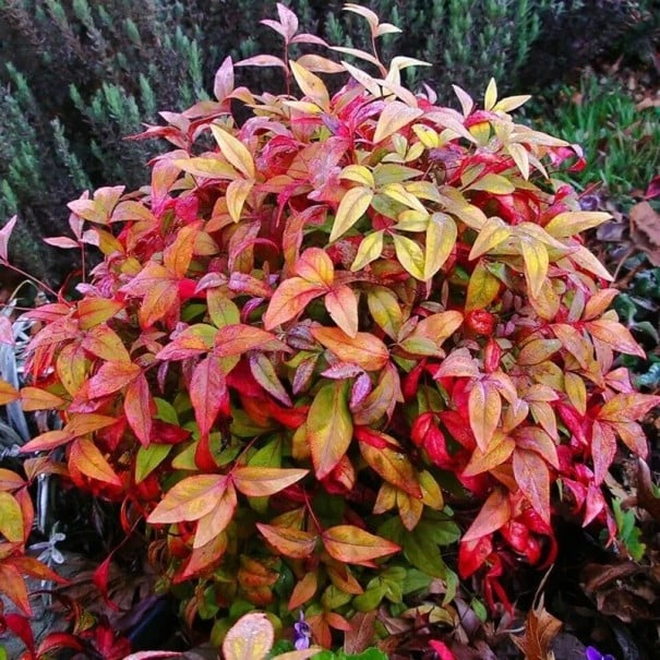 Seminaren der Nandina domestica 20 Stück Zierstrauch himmlischer Bambus mit rot und gelb gefärbten Blättern Für den Garten und Töpfe