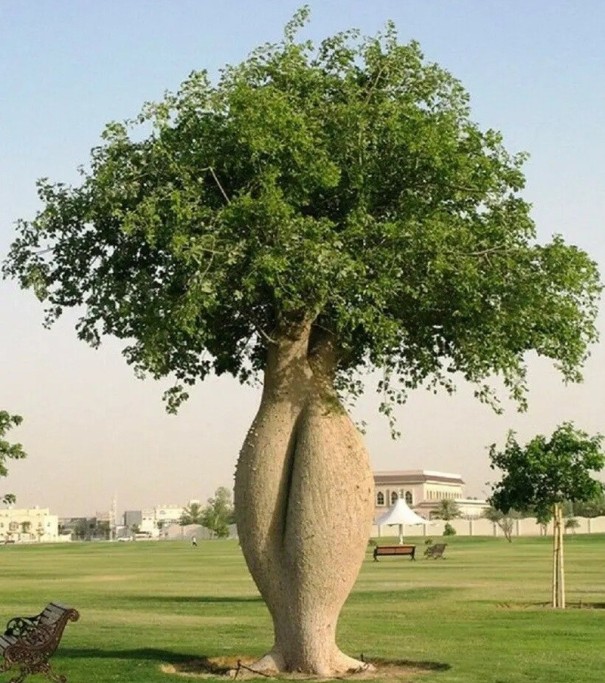Seminaren von Wollebaum Ceiba speciosa 10 Stück tropischer Baum mit flaschenförmigem Stamm und grünem Kronendach für den Anbau im Garten und im Topf