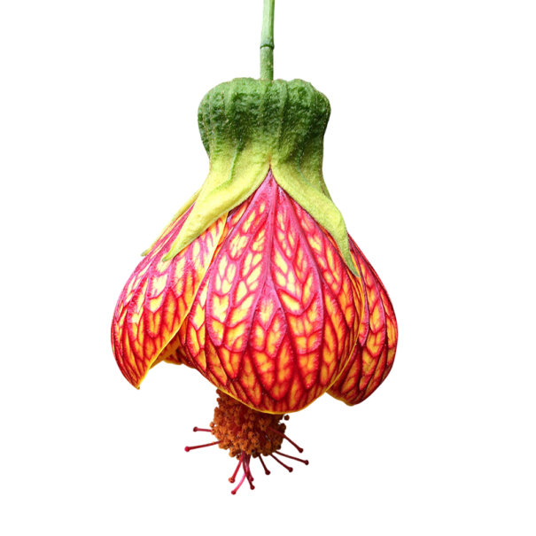 Semínka Abutilon pictum, balení 50 ks, mračňák s lampionovými květy, žluto-oranžová barva s červenou kresbou, nádobové i zahradní pěstování 1