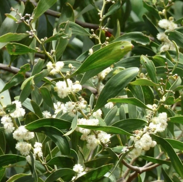 Semínka Acacia melanoxylon, 20 ks, akácie černá s krémovými pompony, tmavě zelené kožovité listy, výsadba pro zahradu a sběratele 1