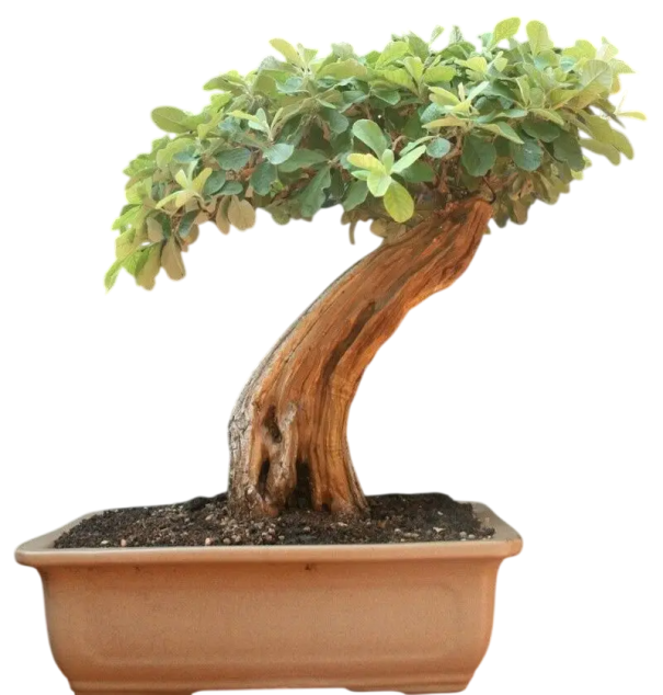 Semínka Acacia sieberiana, výhodné balení 25 ks, africká dřevina z rodu Acacia, výsadba pro pěstitele, školky a větší botanické projekty 1