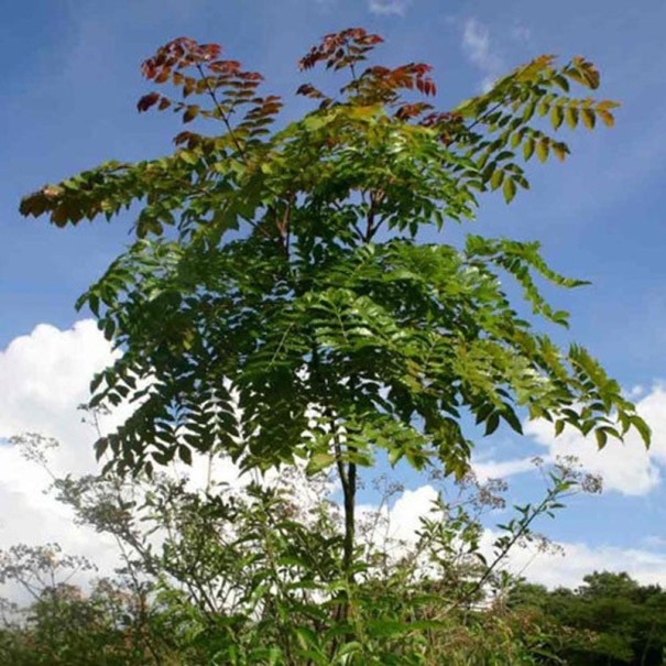 Semínka Acrocarpus fraxinifolius, 20 ks, exotický rychle rostoucí strom se zpeřenými zelenými listy, výsadba pro skleník a sběratele 1