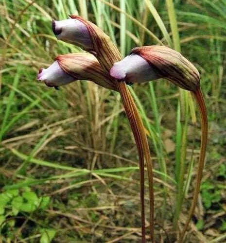 Semínka Aeginetia indica, 100 ks, exotická rostlina s neobvyklými trubkovitými květy, sběratelské pěstování pro botaniky a milovníky rarit 1