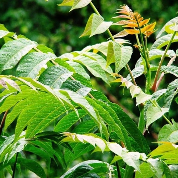 Semínka Ailanthus altissima, velkoobchodní balení 5000 ks, pajasan žláznatý pro masovou produkci sazenic a lesnické projekty 1