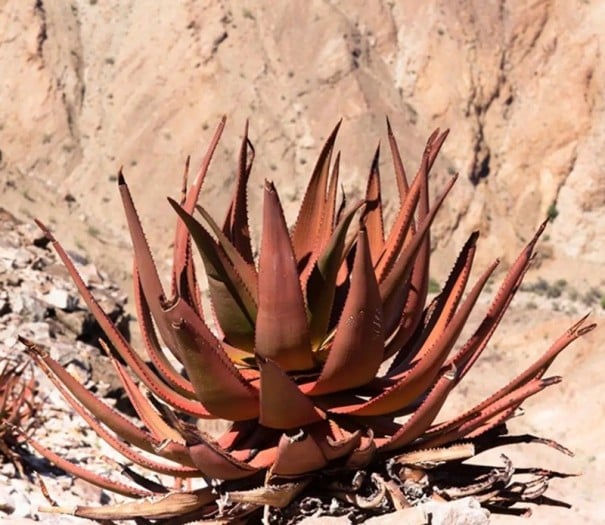 Semínka Aloe gariepensis, 10 ks, sukulent s oranžově zbarvenými listy v rozetě, výsadba pro sběratele a sukulentní kompozice 1
