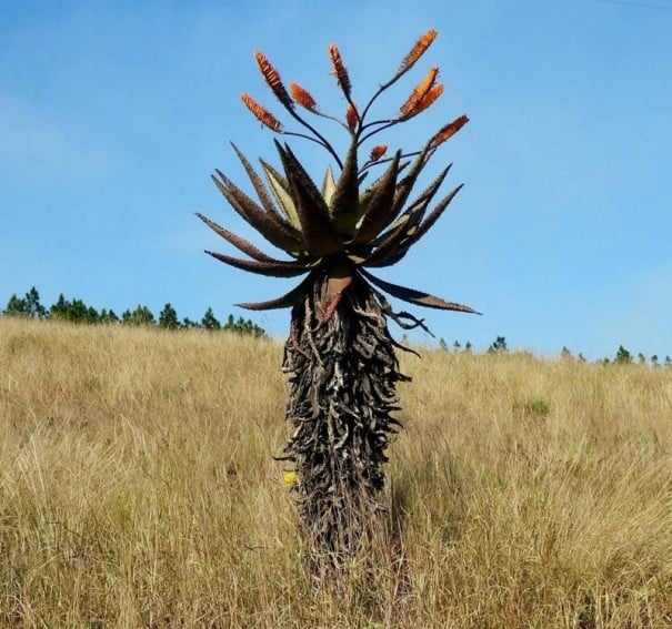 Semínka Aloe marlothii subsp. marlothii, balení 30 ks, mohutná africká aloe pro sběratele a pěstitele se sukulentní sbírkou 1