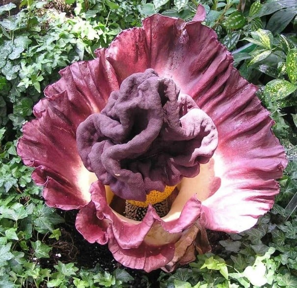 Semínka Amorphophallus paeoniifolius, 10 ks, exotická rostlina s purpurovým květem, výsadba pro sběratele a tropický skleník 1