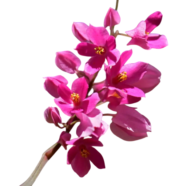 Semínka Antigonon leptopus pink, 5 ks, popínavá tropická rostlina se sytě růžovými hrozny květů, výsadba pro skleník a pergolu 1