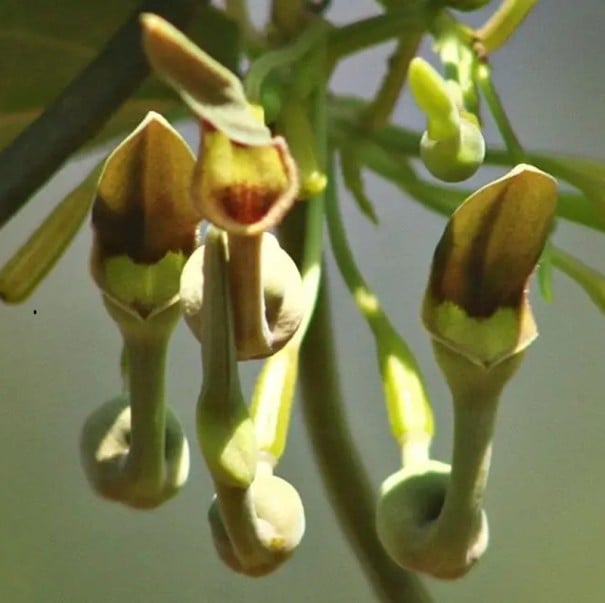 Semínka Aristolochia indica, 10 ks, indický popínavý podražec s netradičními trubkovitými květy, výsadba pro skleník 1