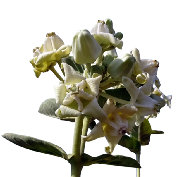 Semínka bílé kalotropie Calotropis gigantea 5 ks tropický keř s nápadnými bílými hvězdicovitými květy pro výsev a okrasné domácí pěstování 1