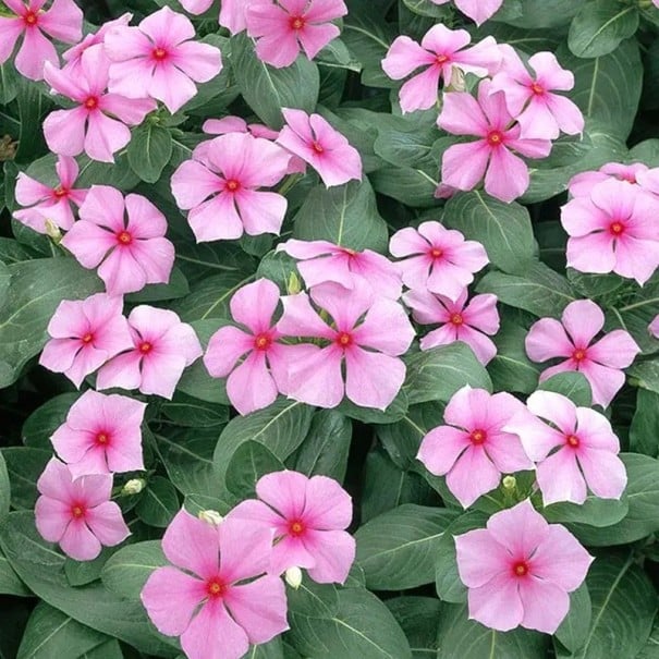 Semínka Catharanthus roseus barvínkovec růžový 20 ks okrasná rostlina s růžovými květy pro pěstování v zahradě i v květináči 1