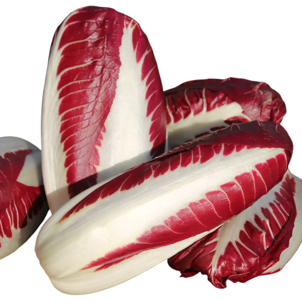 Semínka čekanka salátová Cichorium intybus Rossa Di Treviso 700 ks italský radicchio s červenobílými listy do zelinářské zahrady 1