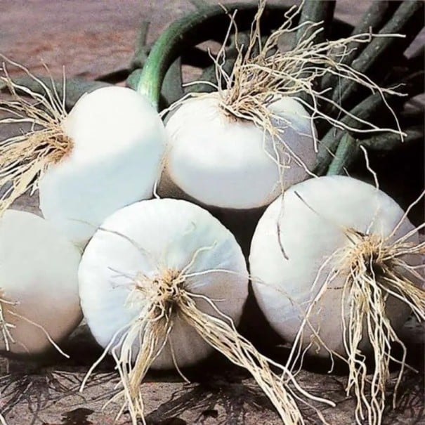 Semínka cibule kuchyňské Allium cepa Bianca di Giugnio, 5 ks, italská bílá odrůda s kulatými cibulemi, výsadba na zahradu 1