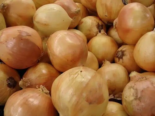 Semínka cibule kuchyňské Allium cepa Stuttgarter Giant, 50 ks, klasická žlutohnědá odrůda, výsadba pro zahradu a samozásobitele 1