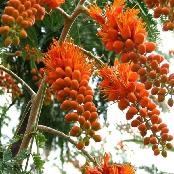 Semínka Colvillea racemosa 5 ks vzácný tropický strom z Madagaskaru s oranžovými visutými květenstvími pro pěstování ve skleníku 1