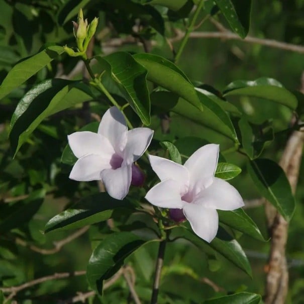 Semínka Cryptostegia grandiflora 10 ks tropická liána s růžovými květy ve tvaru trumpety pro pěstování ve skleníku a interiéru 1