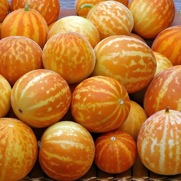 Semínka Cucumis melo dudaim 10 ks kapesní meloun s oranžovou pruhovanou kůrou a aromatickou vůní pro letní zahradní pěstování 1