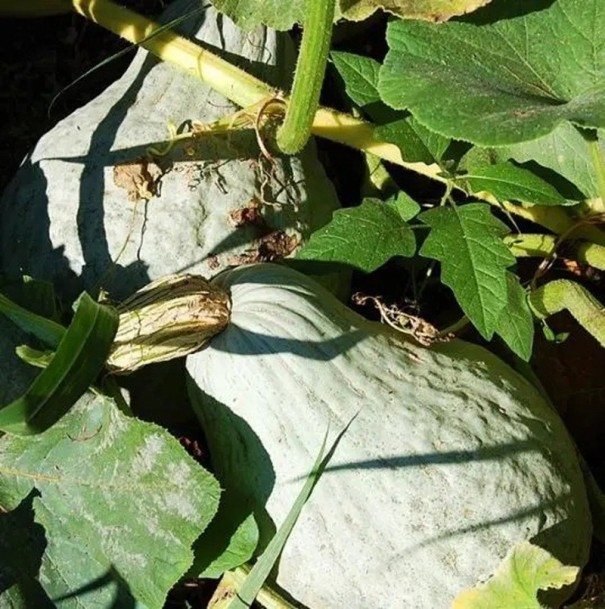 Semínka Cucurbita maxima Hubbard Blue Giant 5 ks modrošedá obří zimní dýně Hubbard pro pěstování na zahradě a podzimní sklizeň 1