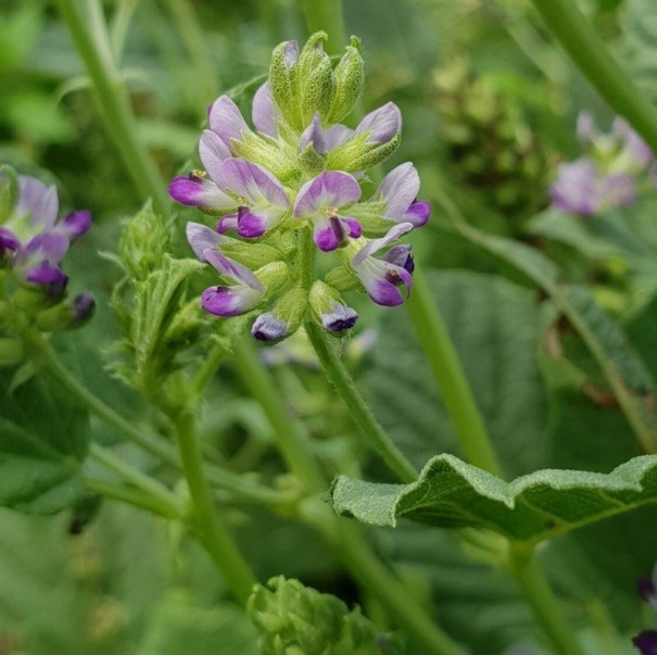 Semínka Cullen corylifolium 200 ks ájurvédská léčivka psoralea s drobnými růžovými klasy pro výrobu olejů a rostlinných tinktur 1