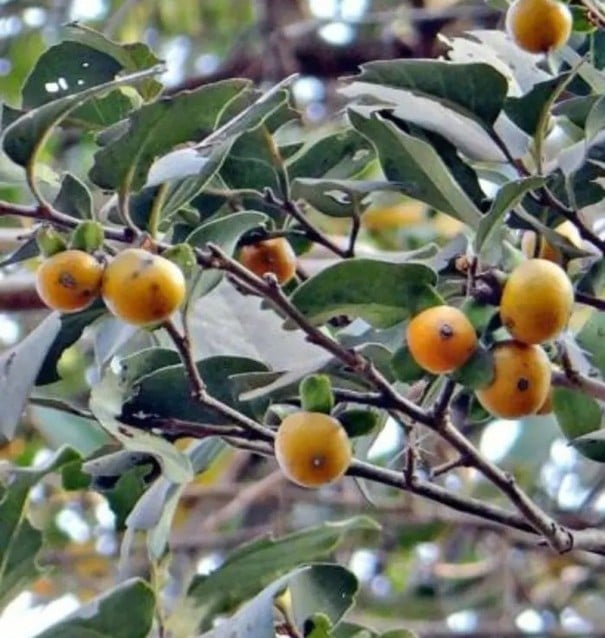 Semínka Diospyros melanoxylon 10 ks asijský strom s oranžovými plody a tmavým dřevem pro pěstování v interiéru a sklenících 1