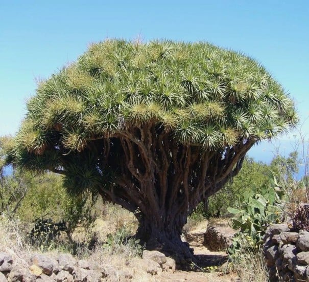 Semínka dračinec rumělkový Dracaena draco 10 ks kanárský strom se zelenými chocholy listů pro pěstování v interiéru i sklenících 1