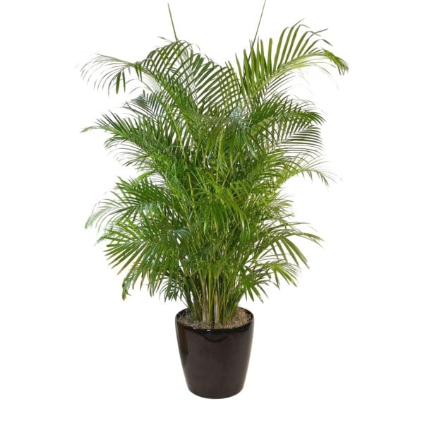 Semínka Dypsis lutescens 5 ks oblíbená areka palma s jemnými zelenými peřenými listy pro pěstování v interiéru a zimní zahradě 1