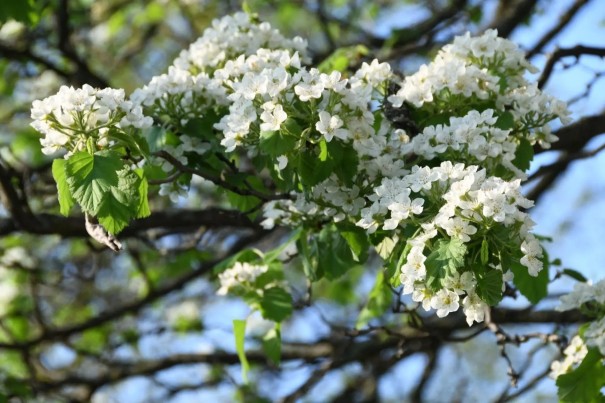 Semínka hloh měkký Crataegus mollis 50 ks opadavá listnatá dřevina s bílými květy a podzimními plody pro zahradu i krajinnou výsadbu 1