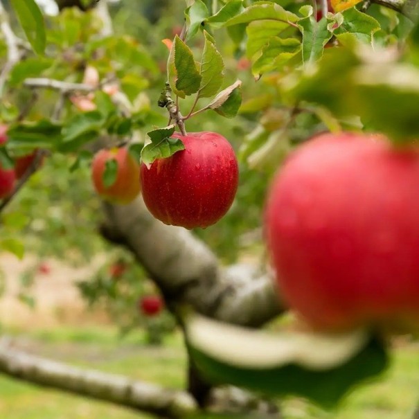 Semínka jabloně domácí Malus domestica 10 ks Ovocný strom s červenými plody Pěstování ze semen Na zahradu sad i do nádoby 1