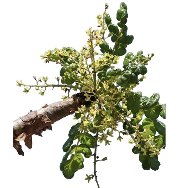 Semínka kadidlovníku pilovitého Boswellia serrata 5 ks vzácný indický strom s aromatickou pryskyřicí pro výsev a domácí pěstování 1