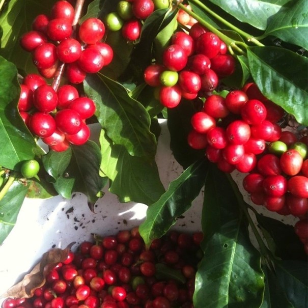 Semínka kávovník arabský Coffea arabica Catuai 5 ks brazilská kompaktní odrůda s červenými plody pro pěstování doma i v interiéru 1