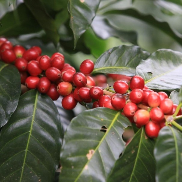 Semínka kávovník arabský Coffea arabica IHCAFE 90 20 ks tropický stálezelený stromek pro vlastní pražení a pěstování v interiéru 1