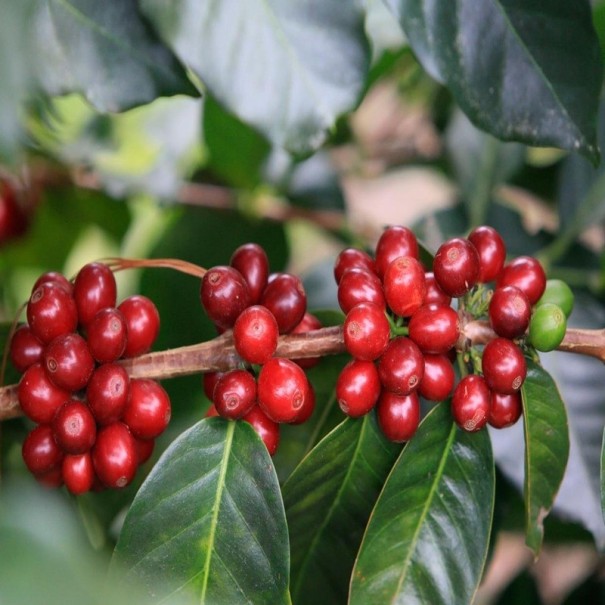 Semínka kávovník arabský Coffea arabica Lempira 10 ks tropický pokojový stromek s aromatickými květy pro pěstování v interiéru 1
