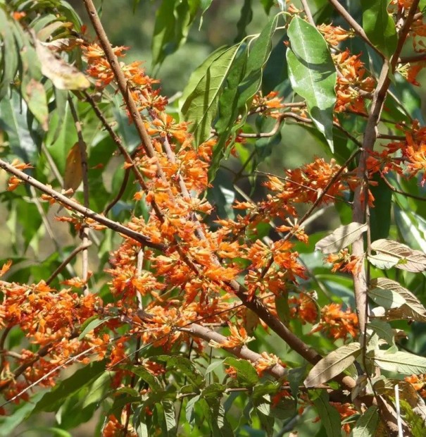 Semínka keře Woodfordia fruticosa Fire Flame 10 ks Okrasný keř s červenooranžovými trubkovitými květy Na pěstování i do nádoby 1