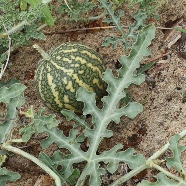 Semínka kolokvinta obecná Citrullus colocynthis 10 ks pouštní popínavá tykvovitá rostlina s žlutozelenými plody pro sběratele 1