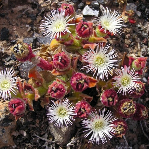 Semínka kosmatce křišťálového Mesembryanthemum crystallinum 100 ks Sukulentní listy s lesklými krystalky a bílé květy Do nádob i skalek 1