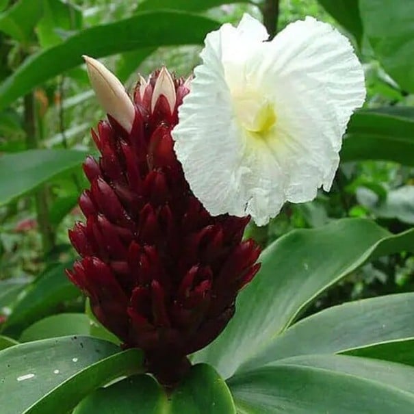 Semínka kostus skvostný Costus speciosus 20 ks tropická rostlina s bílými květy a červenými listeny pro skleník i zimní zahradu 1