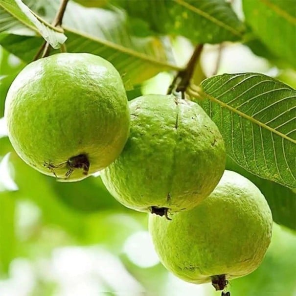 Semínka kvajávy Psidium guajava 10 ks Tropický ovocný strom s jedlými zelenými plody Na pěstování i do skleníku a květináče 1