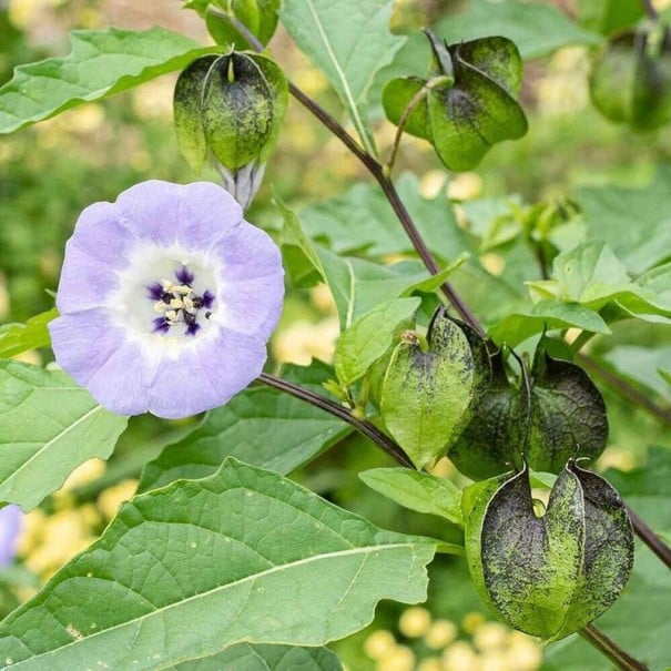 Semínka lilíku mochyňovitého Nicandra physalodes 50 ks Letnička s modrofialovými zvonky a lampionky Na záhony i přírodní zahrady 1