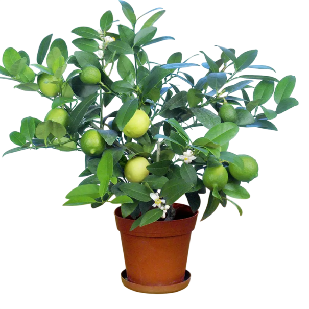 Semínka limetka pravá Citrus aurantifolia 5 ks malý citrusový strom se zelenými plody a bílými květy pro pokojové pěstování 1