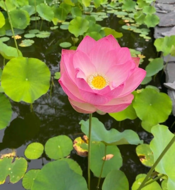 Semínka lotosu indického Nelumbo nucifera Pink 5 ks Vodní rostlina s velkými růžovými květy Do zahradního jezírka i nádob s vodou 1