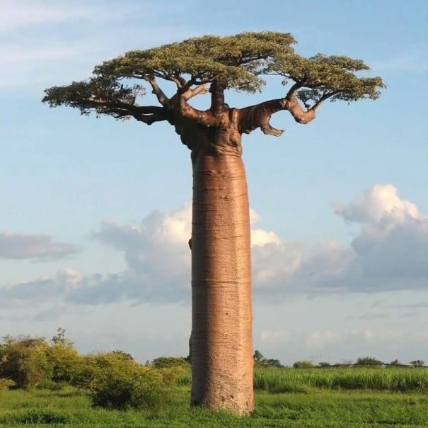 Semínka madagaskarského baobabu Adansonia grandidieri, 3 ks, exotický strom s válcovitým kmenem, sběratelské pěstování a bonsaj 1