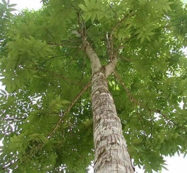 Semínka mahagonu Swietenia macrophylla 10 ks tropický okrasný strom pro pěstování bonsají a exotických rostlin doma i ve skleníku 1