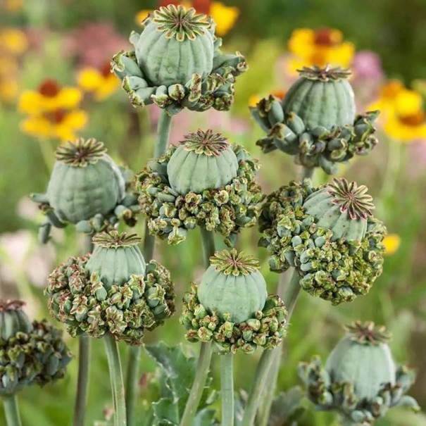 Semínka máku setého Papaver somniferum Hens and Chicks 550 ks Okrasná odrůda s neobvyklými makovicemi Na záhon i do suché vazby 1