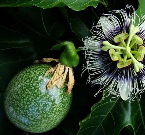 Semínka maracuji Passiflora edulis gulupa 30 ks Popínavá liána s jedlými aromatickými plody a bílými květy Do skleníku i na opěru 1