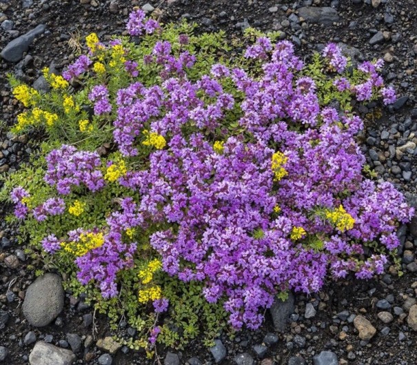 Semínka mateřídoušky Thymus praecox 100 ks Půdopokryvná bylinka s růžovofialovými květy a aromatickými listy Na skalku i do truhlíku 1