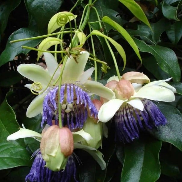 Semínka mučenky Passiflora popenovii 5 ks Popínavá liána s velkými květy fialovou korunou a jedlými plody Do skleníku i na opěru 1