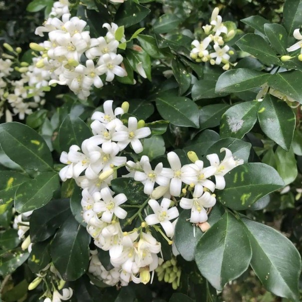 Semínka muraji Murraya paniculata 10 ks Vonný keř orange jasmine s lesklými listy a červenými plody Do interiéru i na bonsaj 1