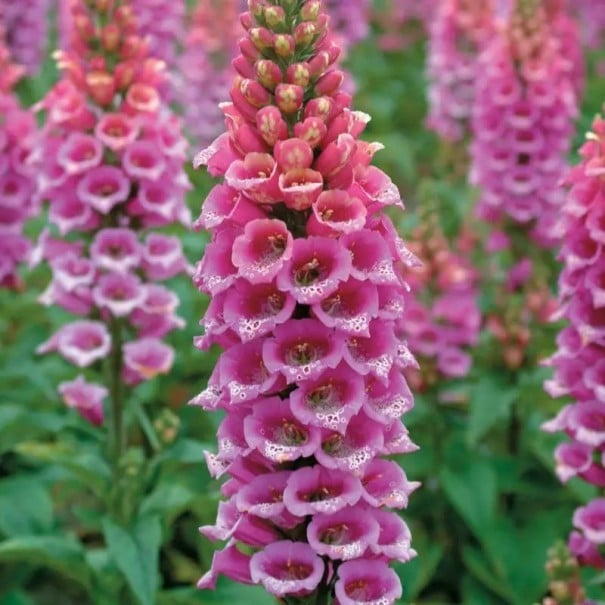 Semínka náprstník červený Digitalis purpurea 1000 ks tradiční dvouletka s růžovými svícemi pro louky, naturalizaci i okrasné výsadby 1