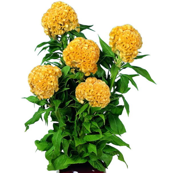 Semínka nevadlec hřebenitý Celosia argentea var. cristata Yellow 50 ks letnička se žlutými hřebínkovými květy na záhon i terasu 1